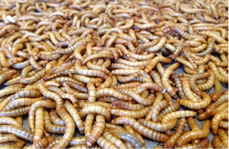 ‘Cócteles de gusanos, insectos y microbios que comen plásticos’ El proyecto Recover en El País